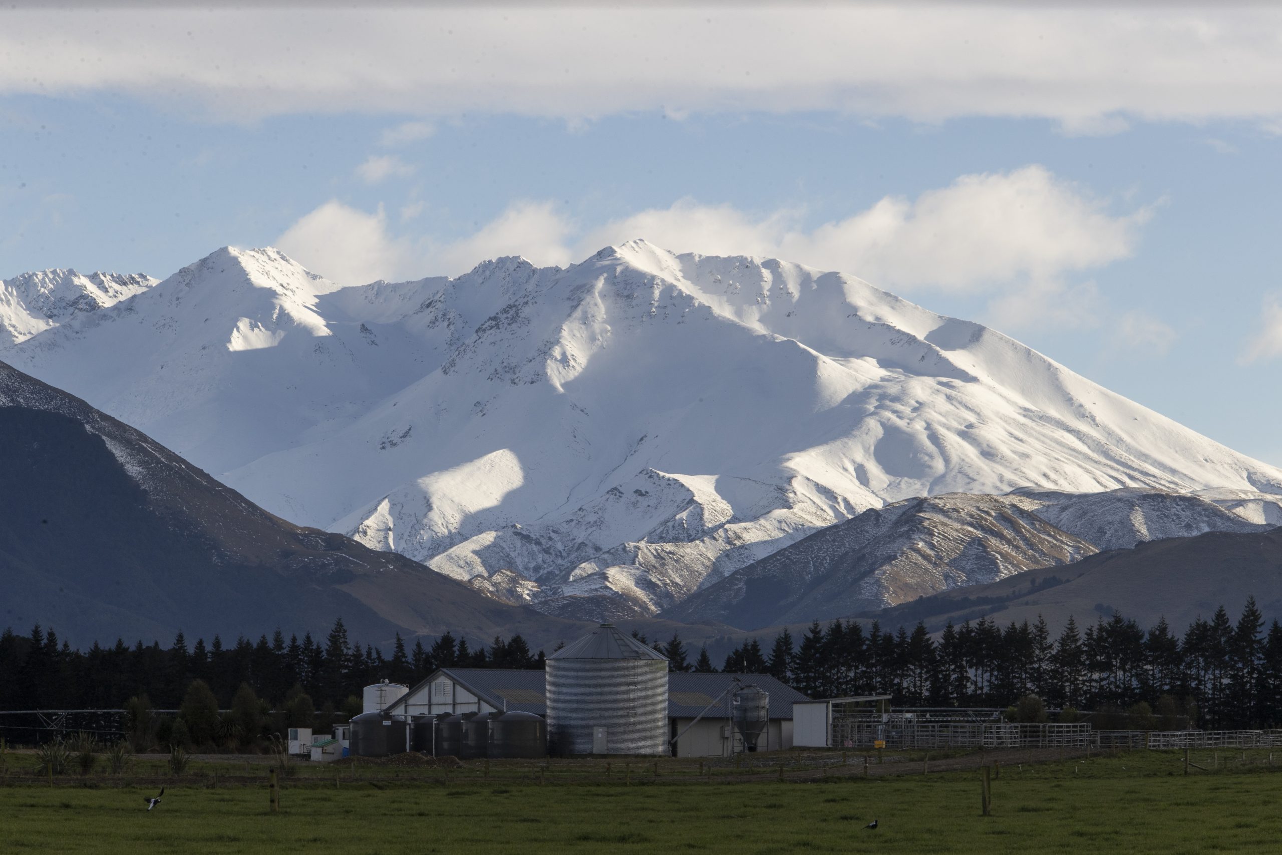 Inside a New Zealand family farm milking 1,000 cows