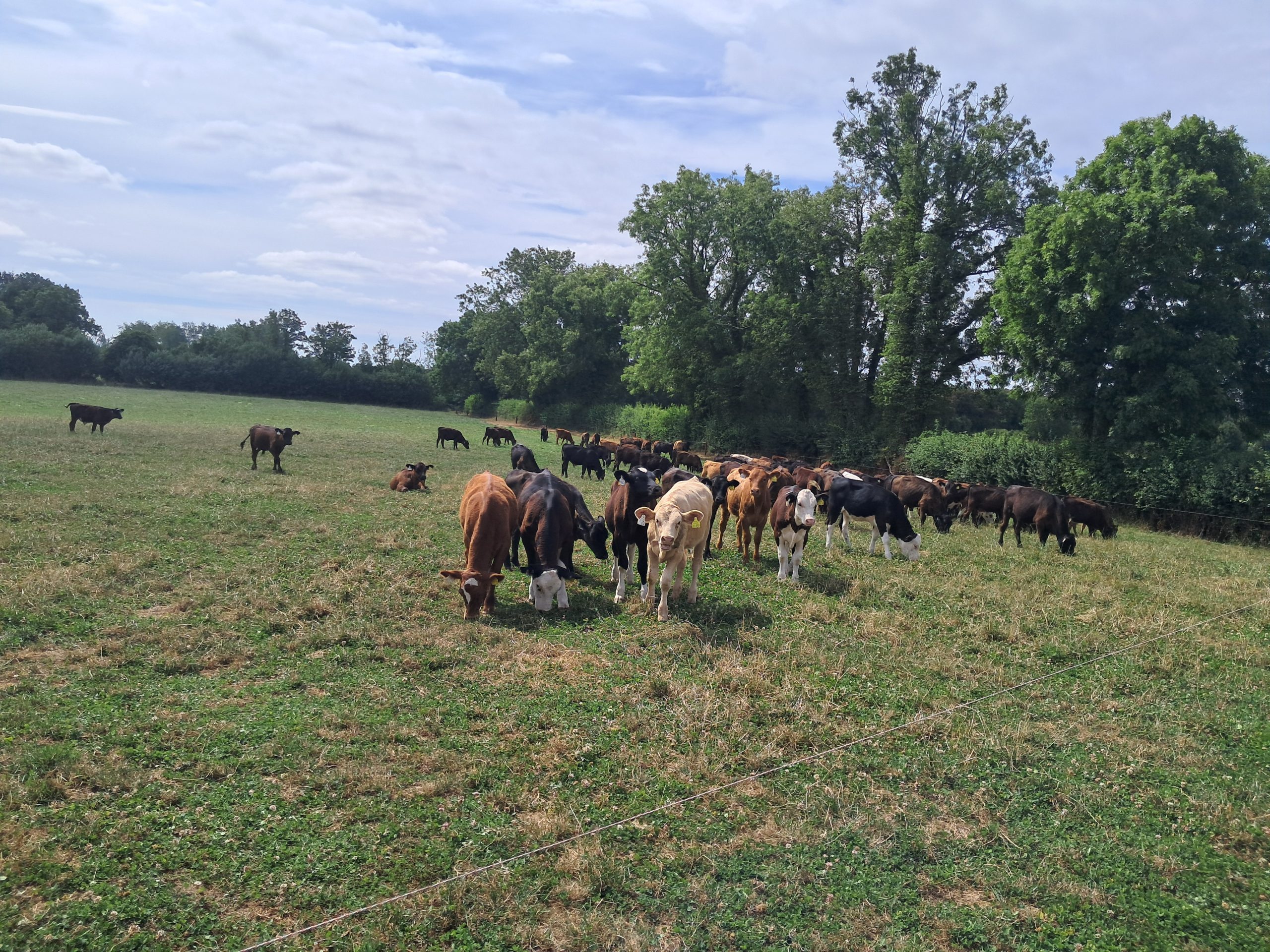 How is the drought impacting Tipperary dairy-beef demo farm?