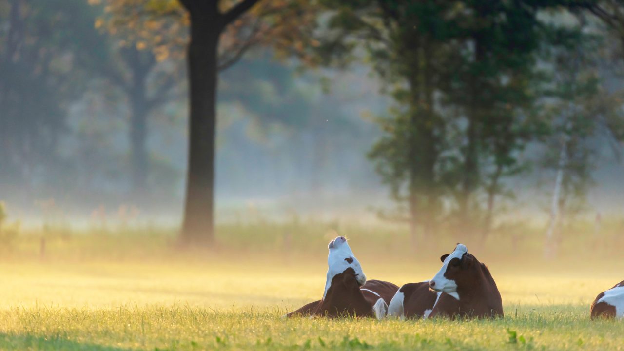 Weekend weather: Potential animal welfare issues amid 'heatwave'