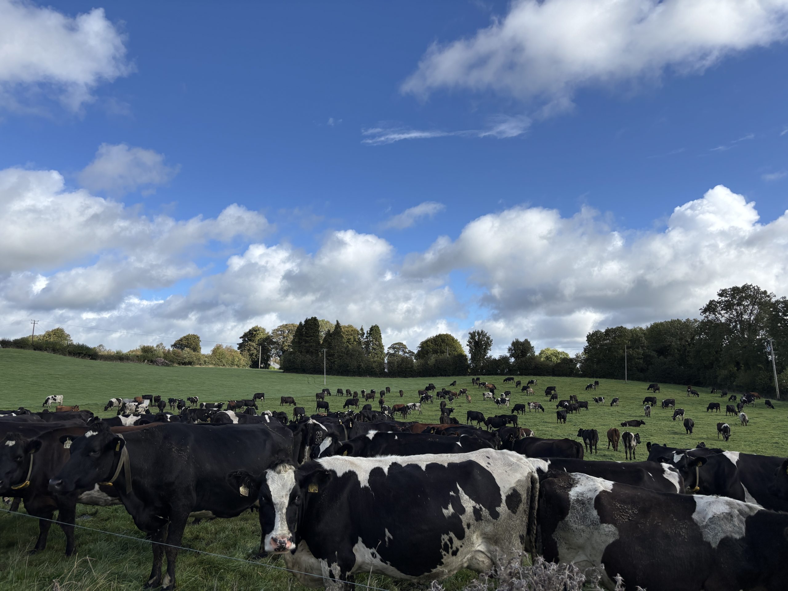 2kg of grass per cow the difference in top farms’ profitability – adviser