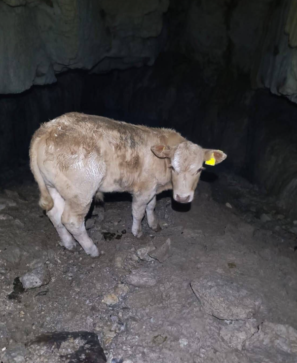 Calf saved in dramatic Fermanagh cave rescue