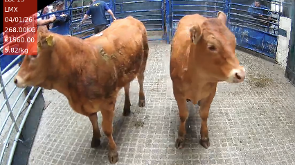 Mart report: Early-May calf earns €1,370 as trade varies in Carrigallen