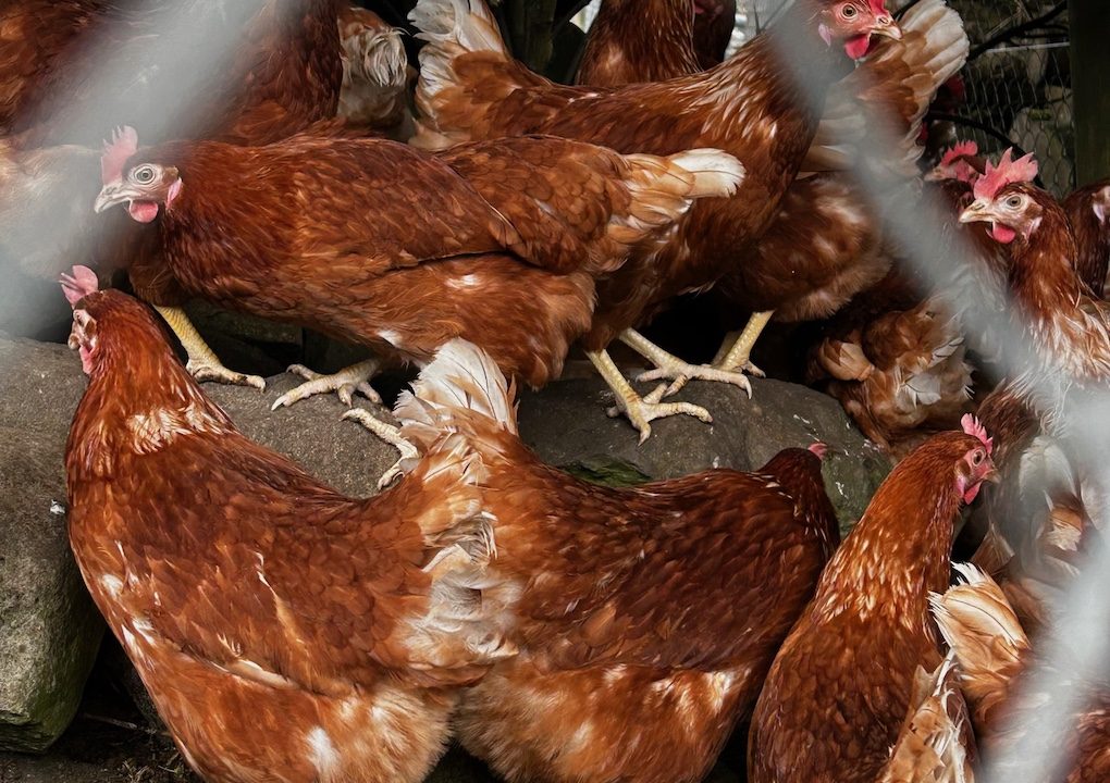 Young Cavan farmer knew 'eggs-actly' what consumers wanted