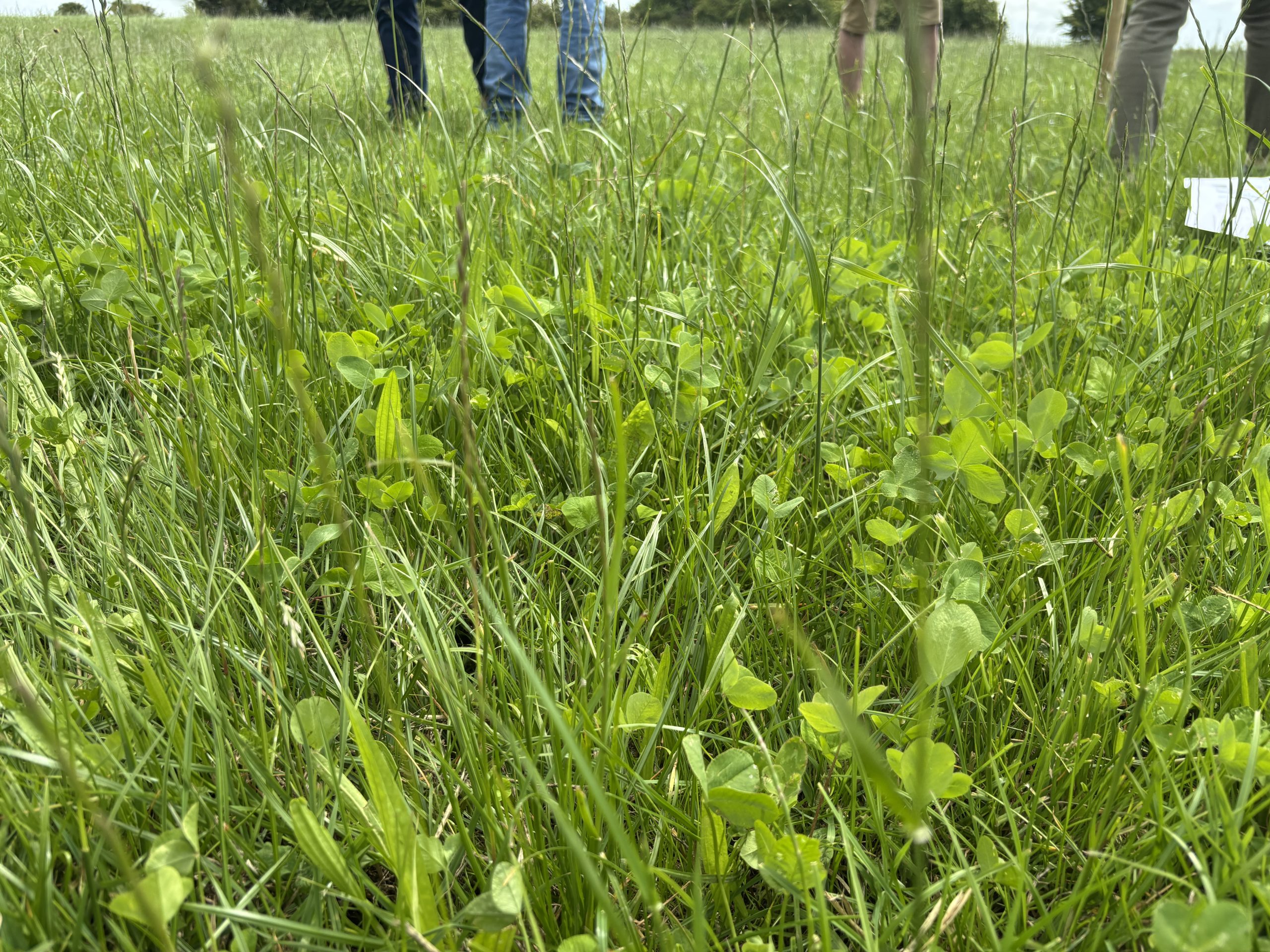 How organic dairying is working for this Clare farmer