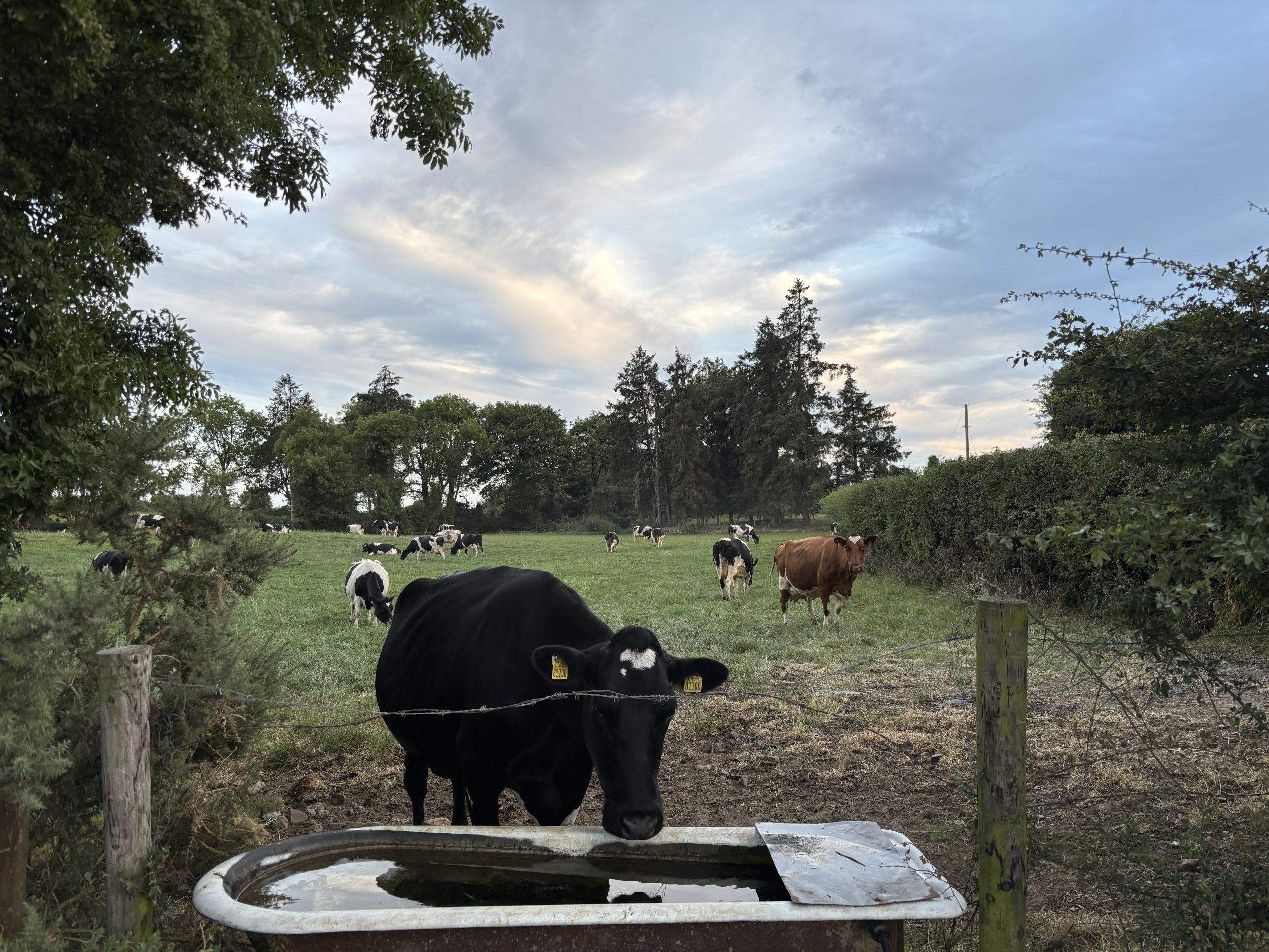 Tipperary farm hosts Irish British Friesian Club open evening