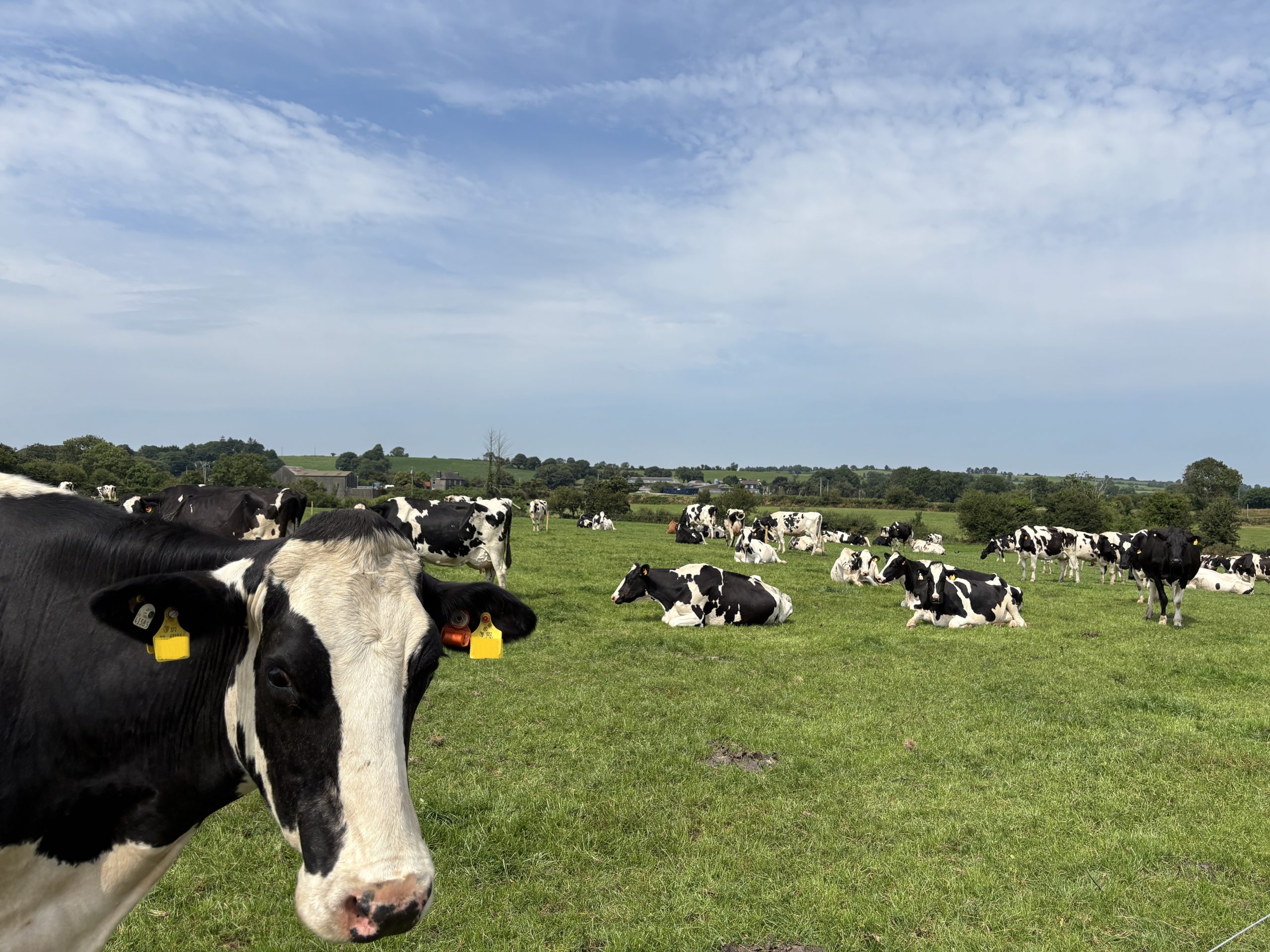 Dairy Focus: The farm behind Ireland’s highest classified cow
