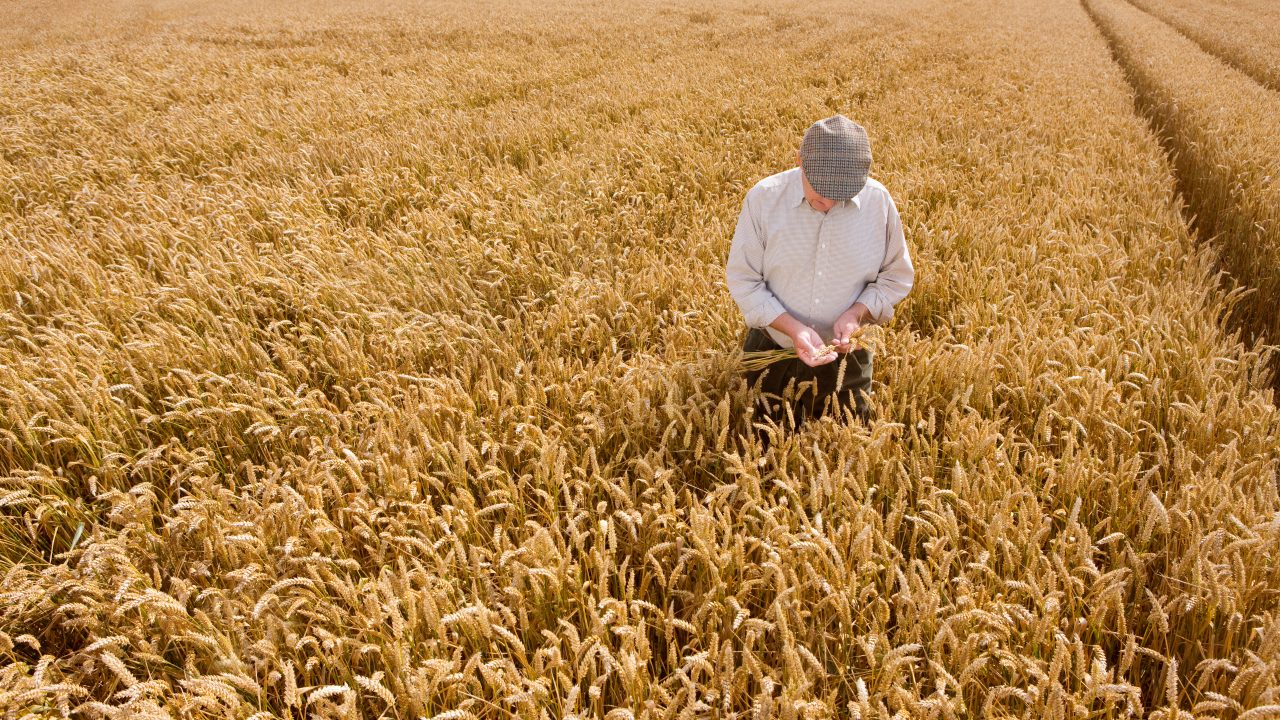 Who's most at risk in agriculture? Men over 60