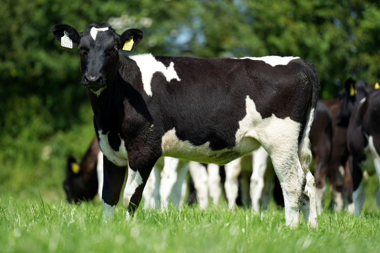 Top price of €1,500 at Dekeana Herd summer calf sale