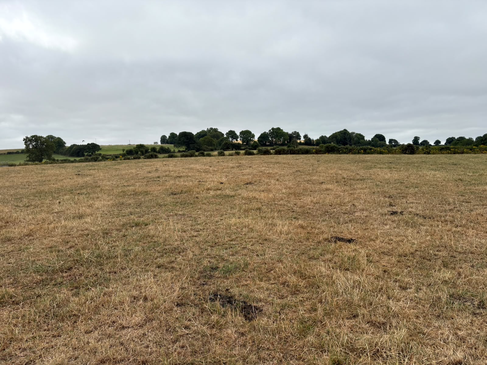 Managing forward cattle as grass growth stalls on ABP Demo Farm