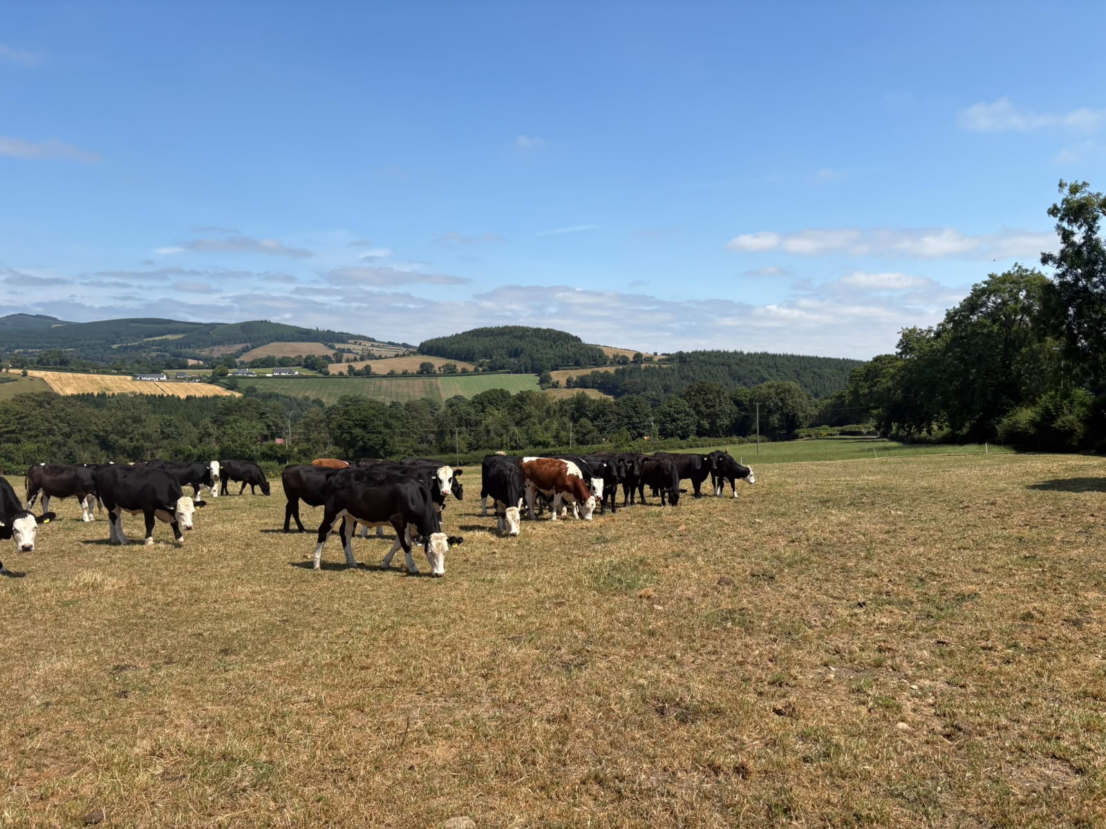 Dealing with dry weather conditions on ABP Demo Farm