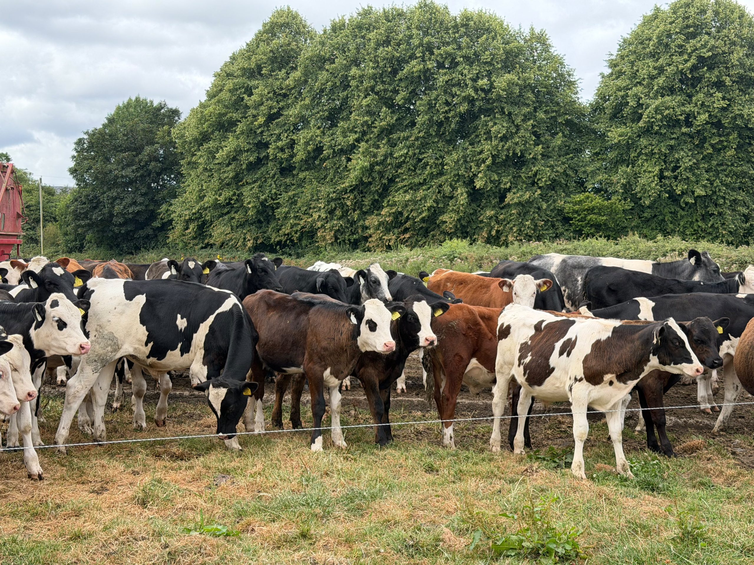 Young farmer event views beef systems and visits Kepak Kilbeggan site