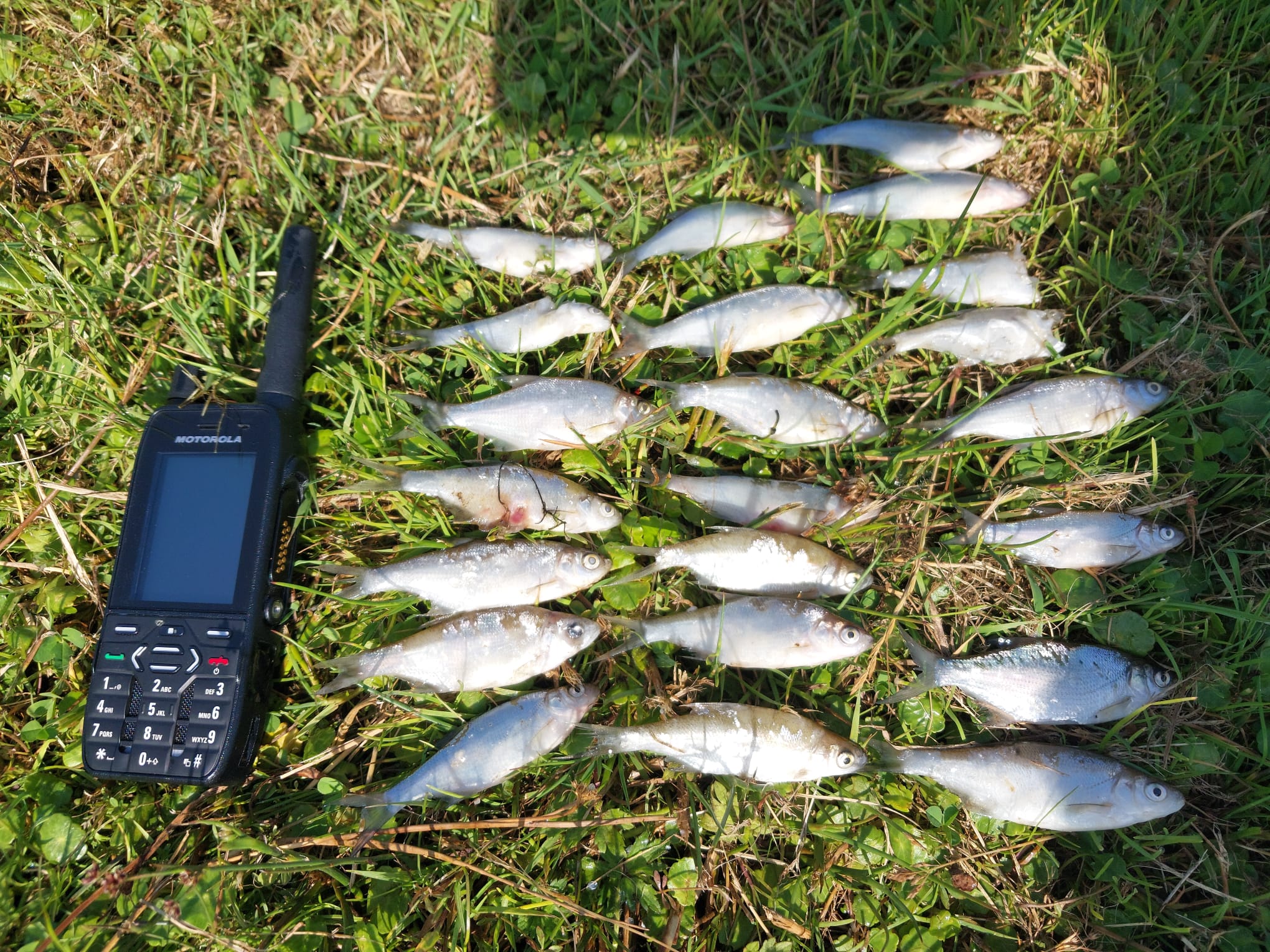 Fish kills trigger new IFI pollution investigations