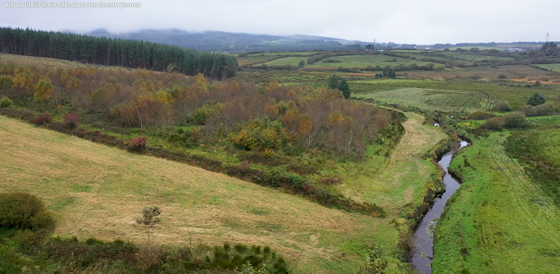 ‘A lot to be gained from planting forestry on your land’ – Clare suckler farmer