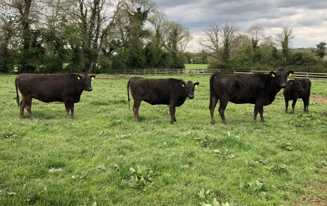 Wagyu breeder flags concerns on low numbers of full-blood stock