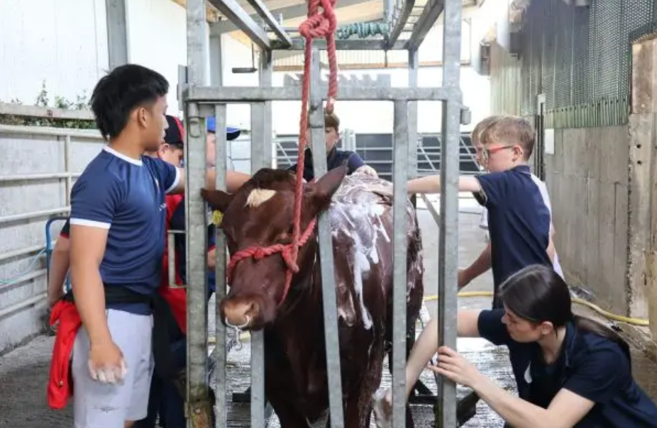 Shorthorn society hosts YDP event and breeder info day on Offaly farm