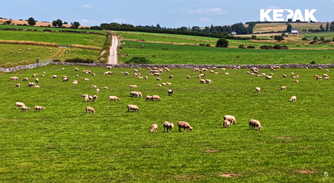 Roscommon young suckler/sheep farmer insight on factory ‘KT group’