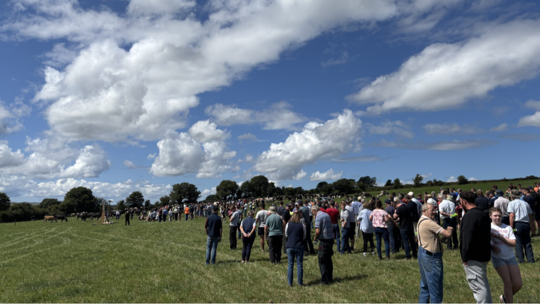 Dairy focus: Lisavaird’s milk quality award-winning farm