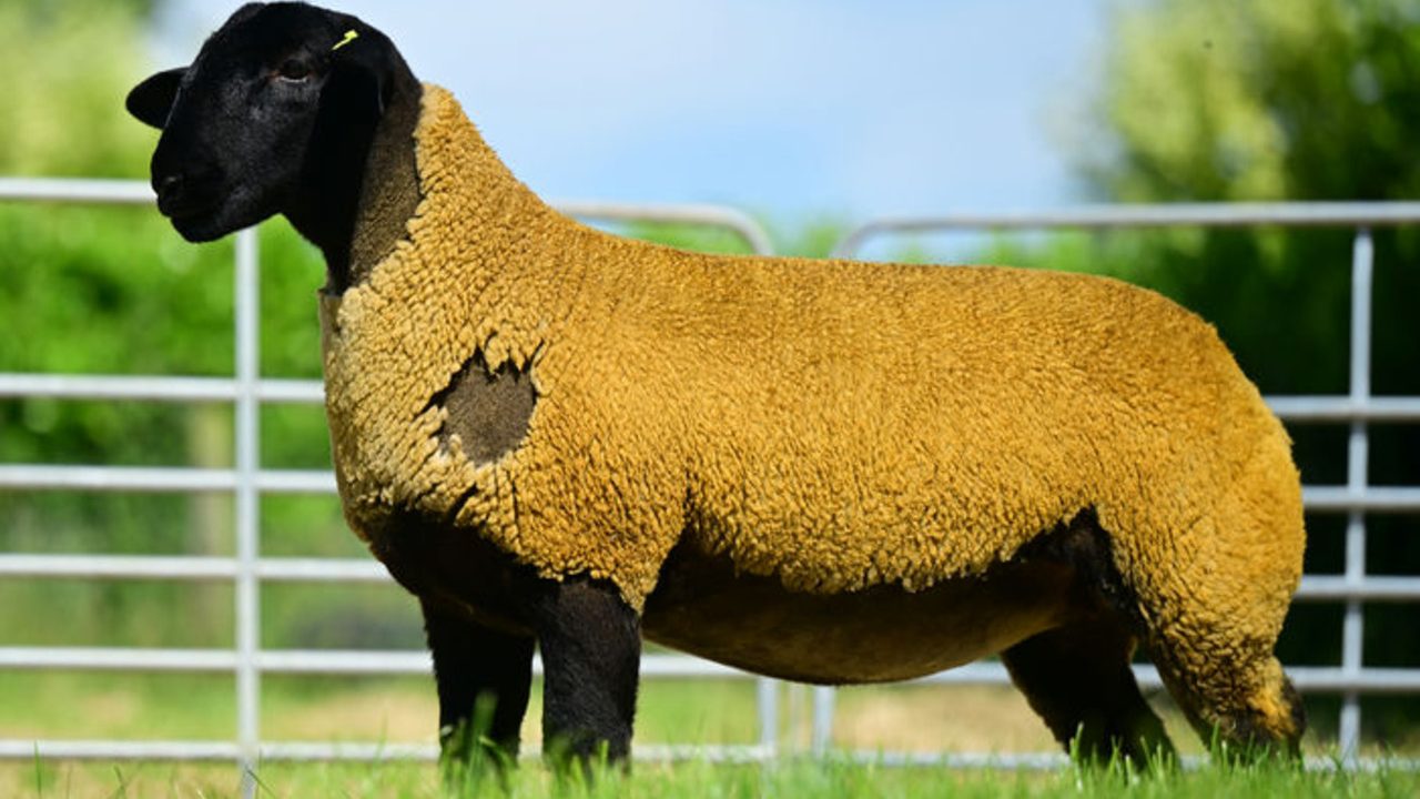 Cavan-bred ewe lamb sells for £4,000 in online timed auction