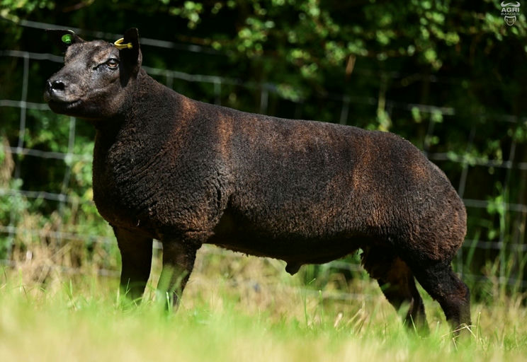Cavan-bred ewe lamb sells for £4,000 in online timed auction