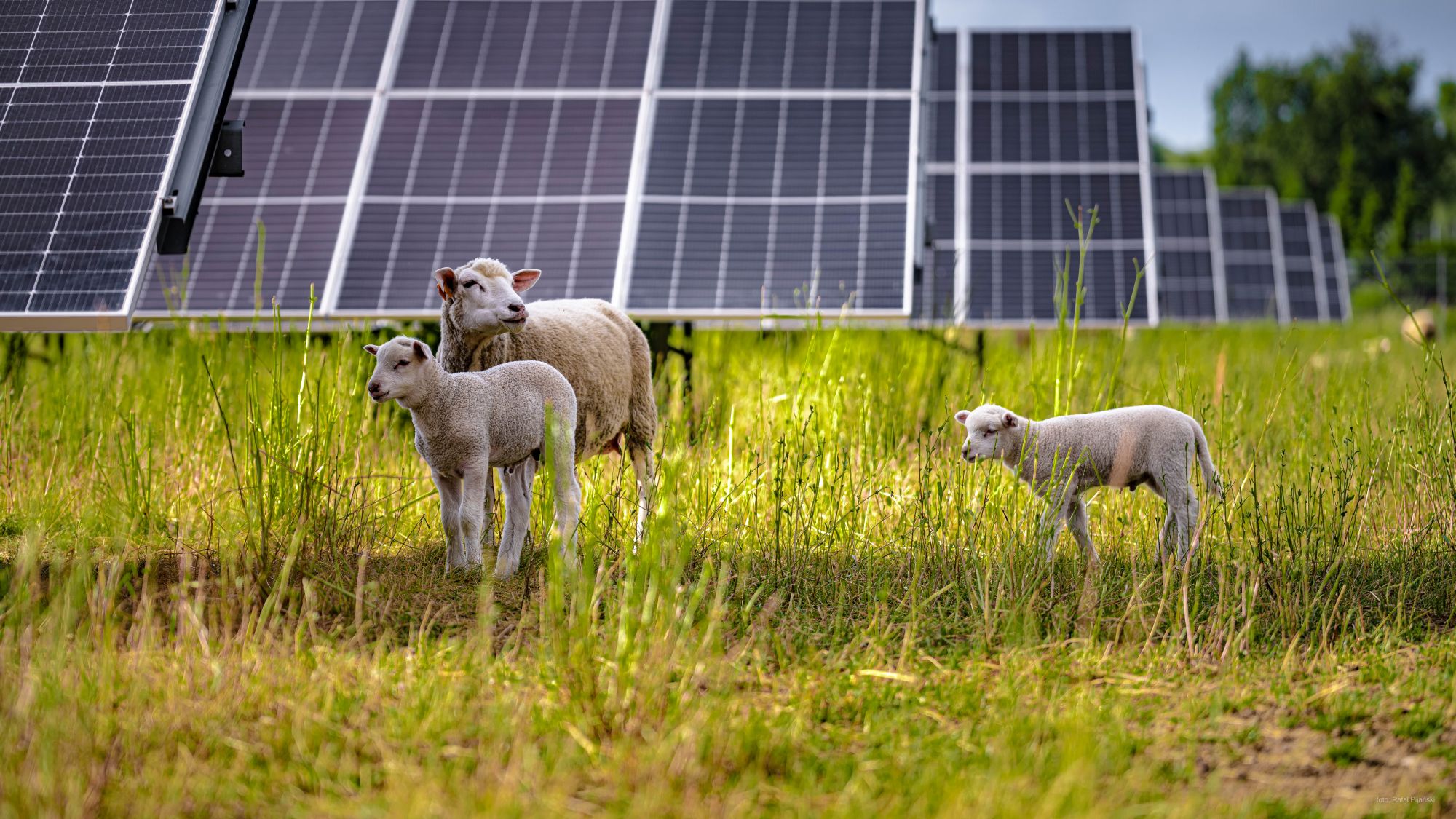 100 sheep replace lawnmowers at Volkswagen plant