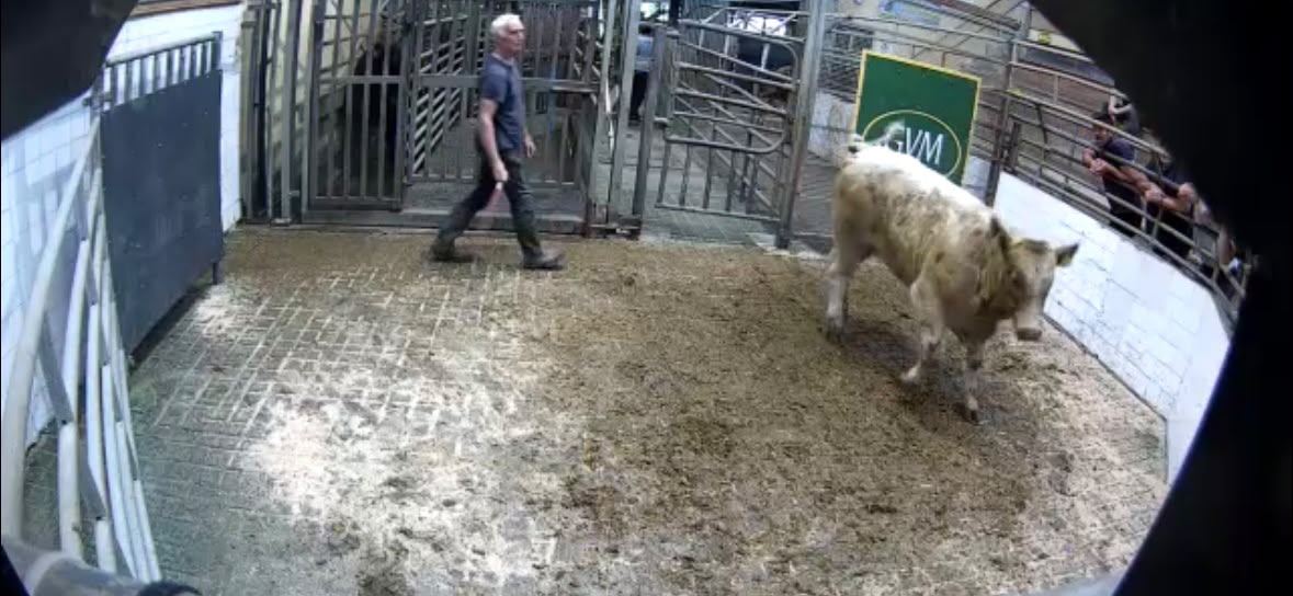 Mart report: Weanling bull hits €6.24/kg in Tullamore trade