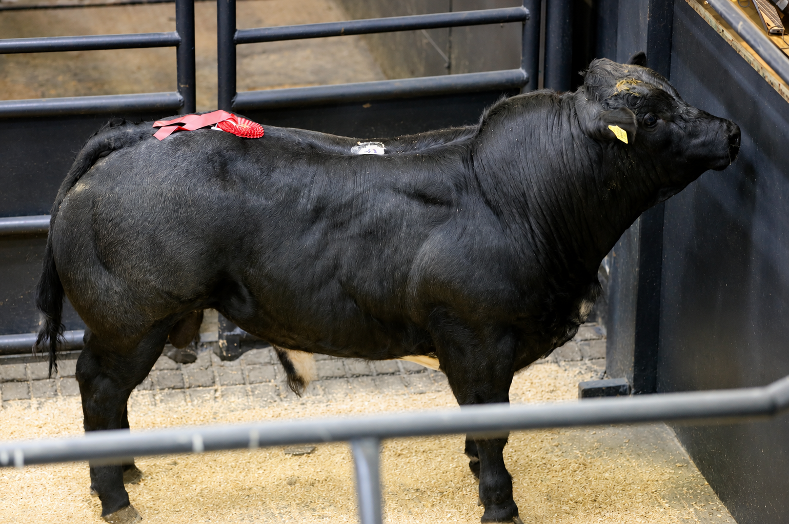 Heifers sell to €7,800 or €16.60/kg at Gort Mart special ‘BBX’ sale