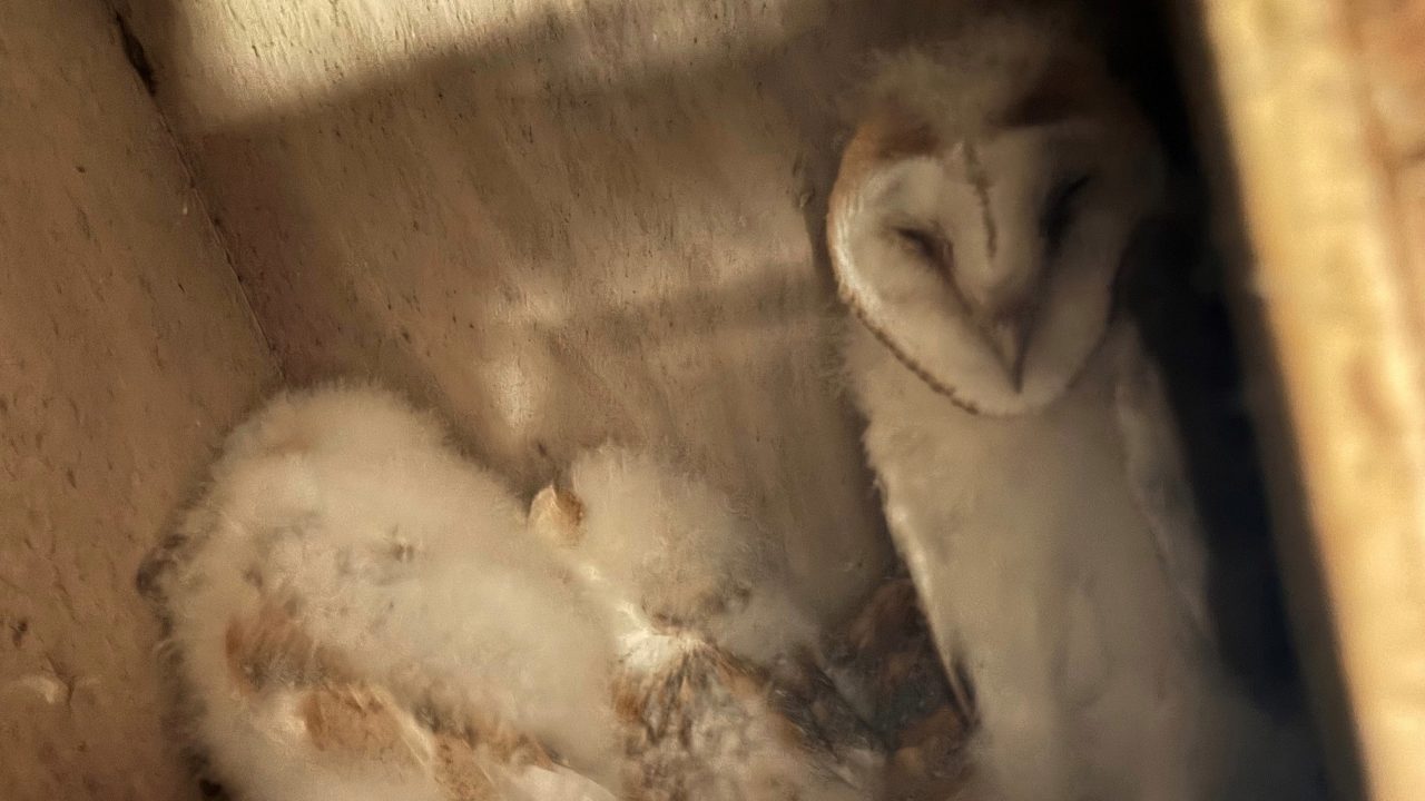Fermanagh sees rare 'bounty' of barn owl chicks