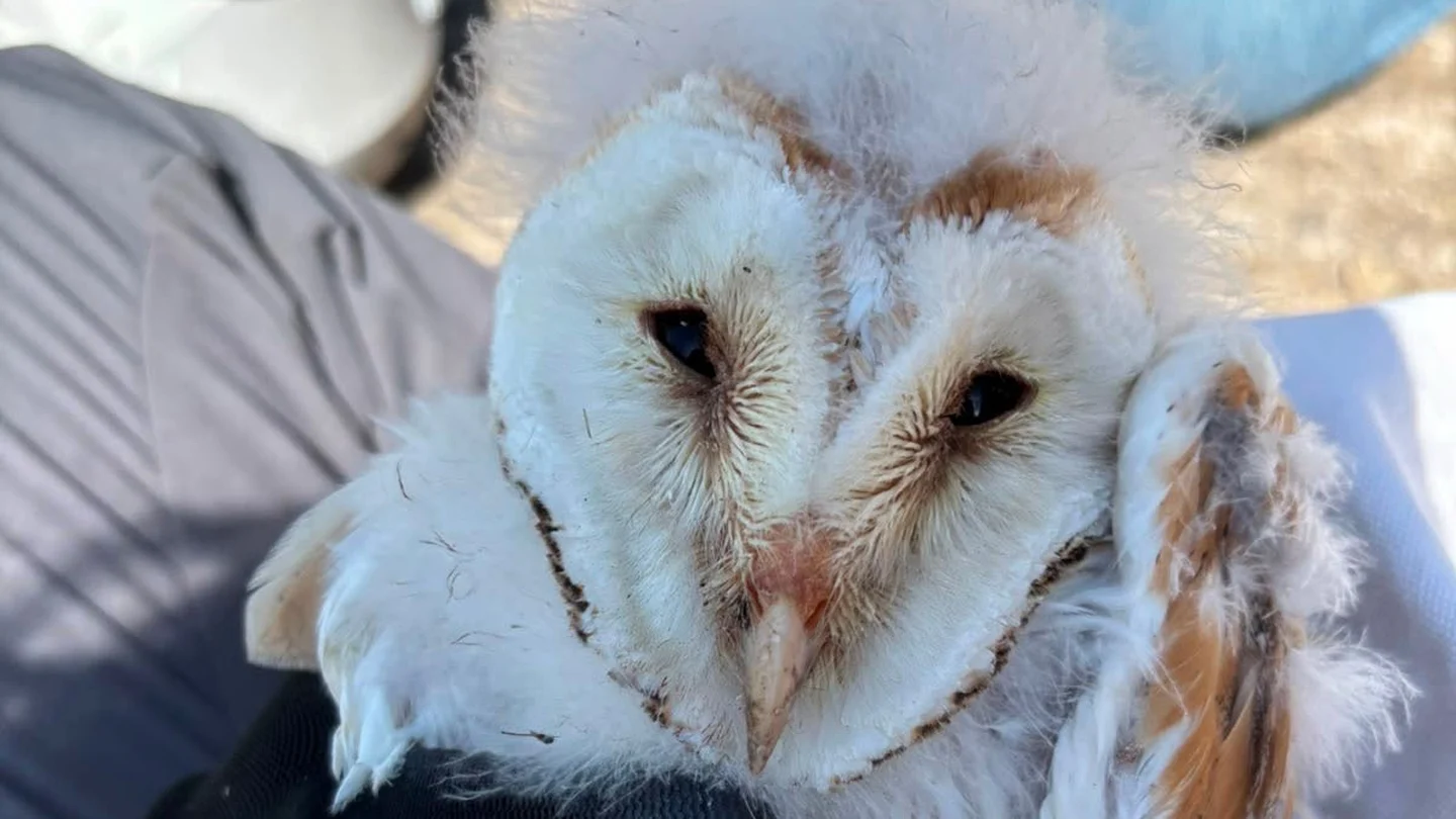 Fermanagh sees rare ‘bounty’ of barn owl chicks