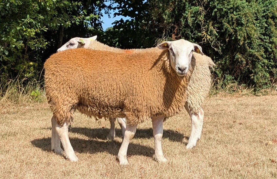 Galway breeder secures new Irish Belclare record price at premier sale