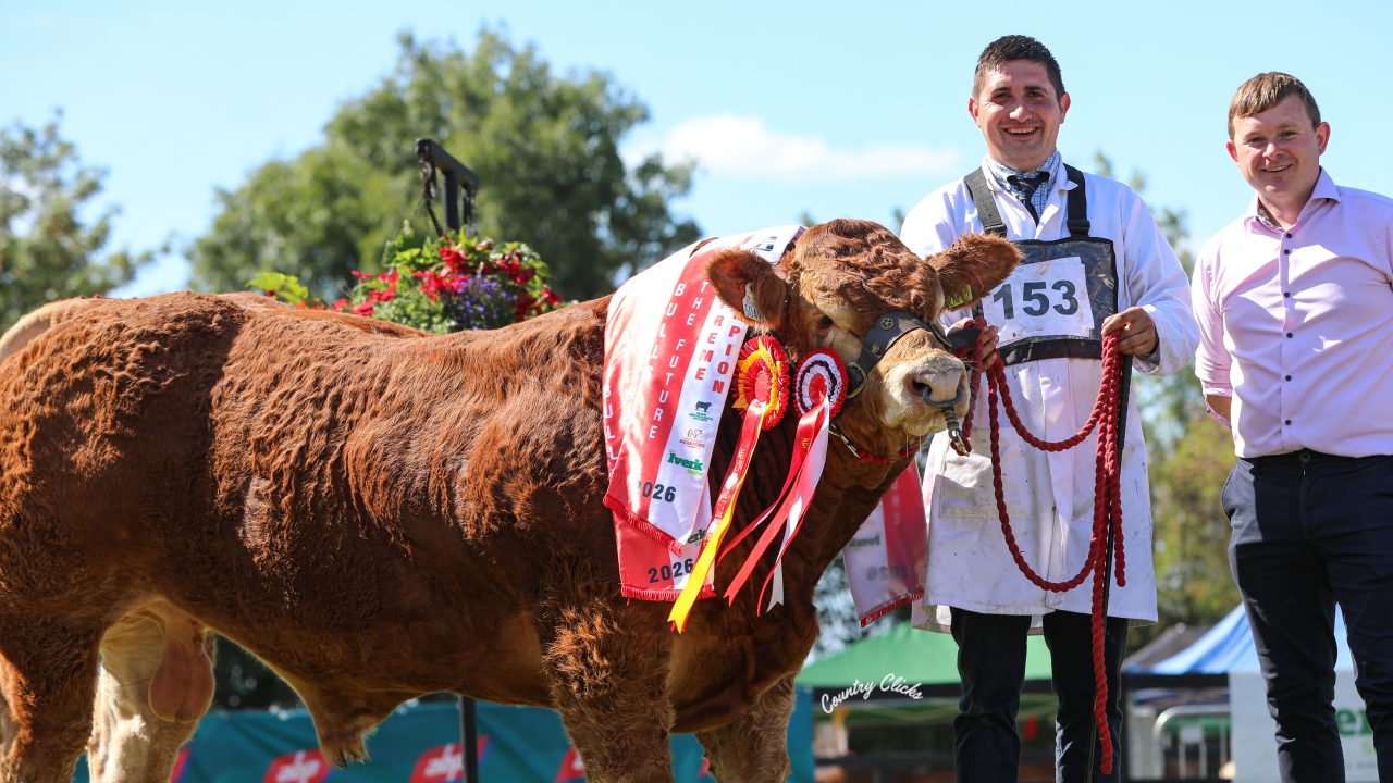 Limousin bull crowned supreme champion at 200th Iverk Show