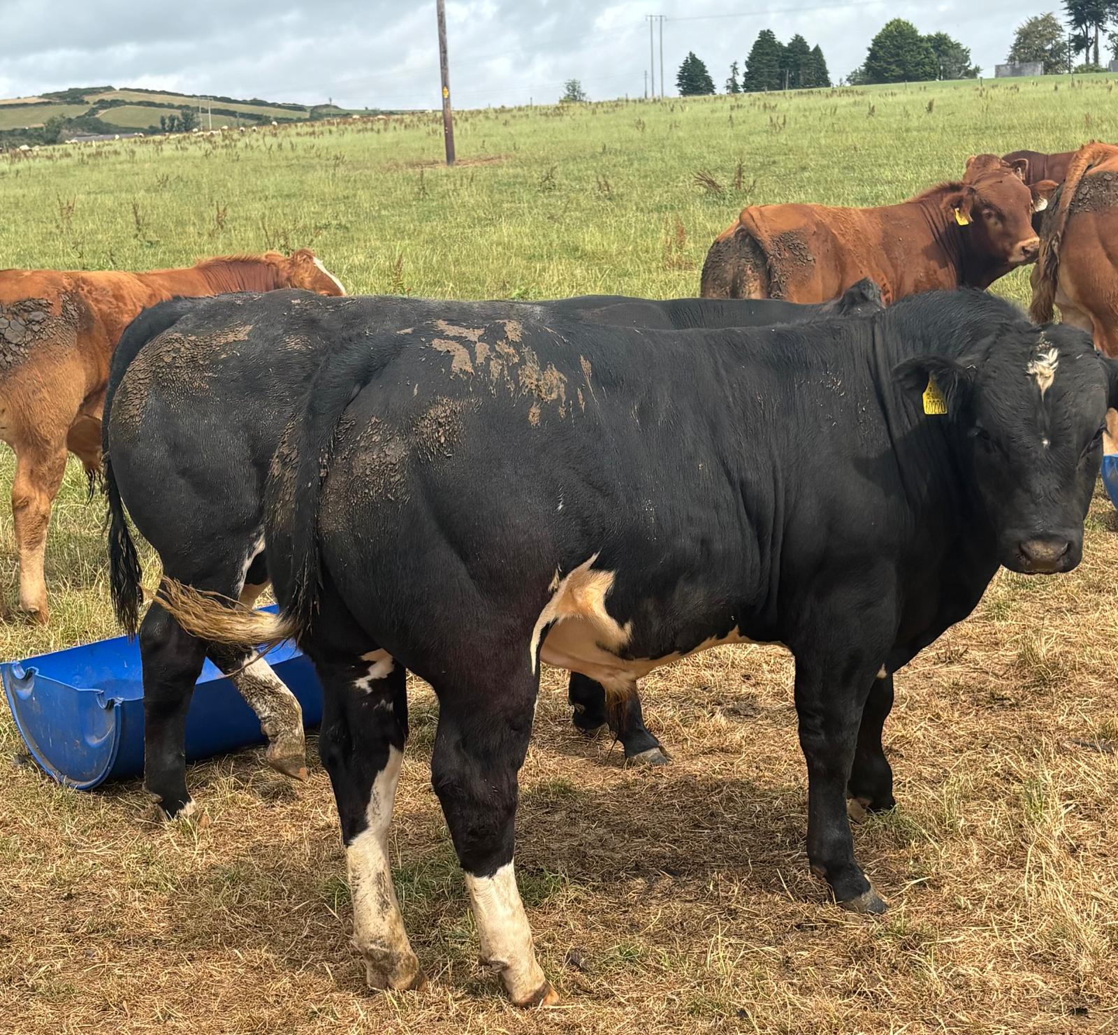 Carnew hosts blockbuster weanling sale as Blue heifer hits over €6.20/kg