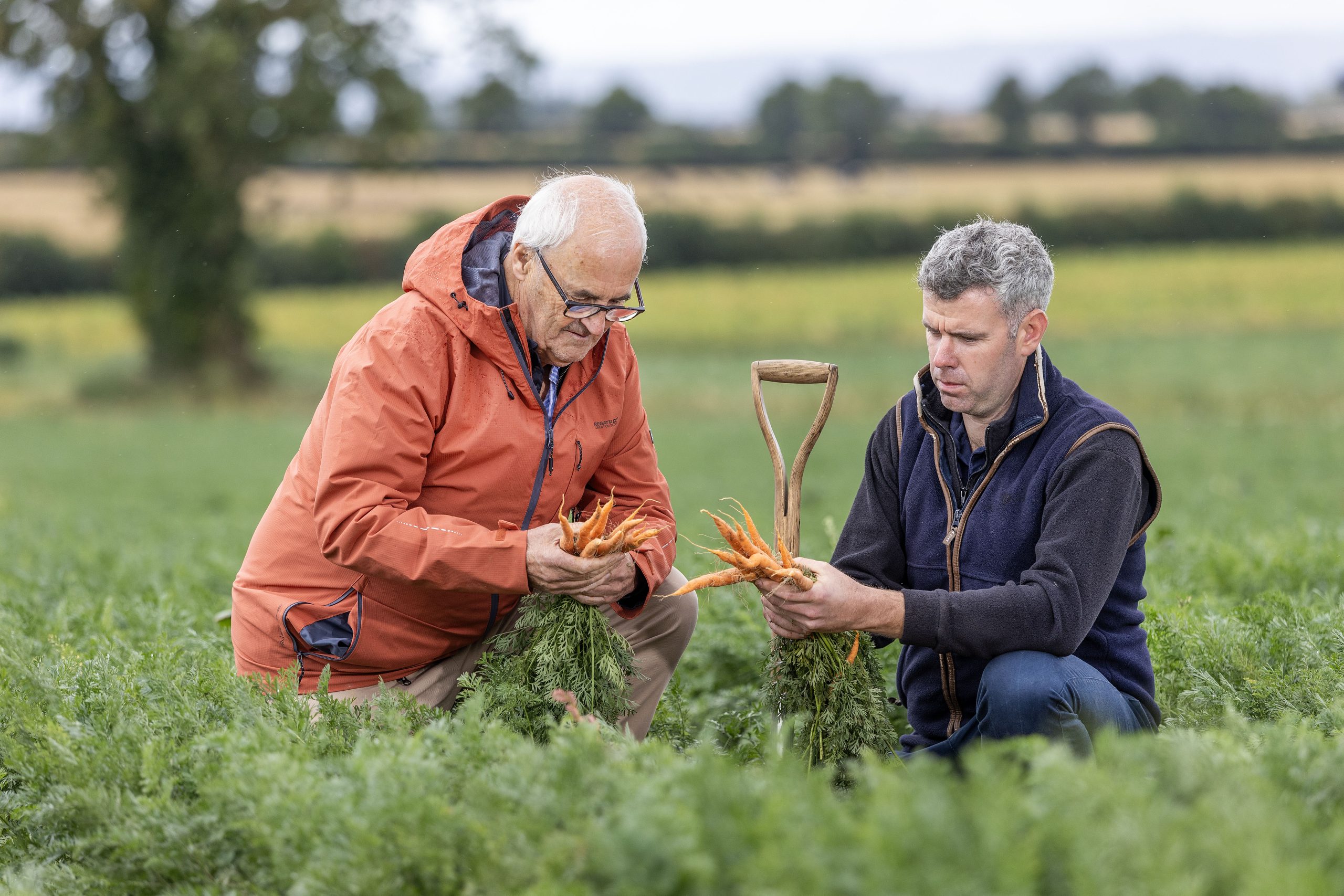 Would you pay 6c more for a carrot to ensure Irish growers remain viable?