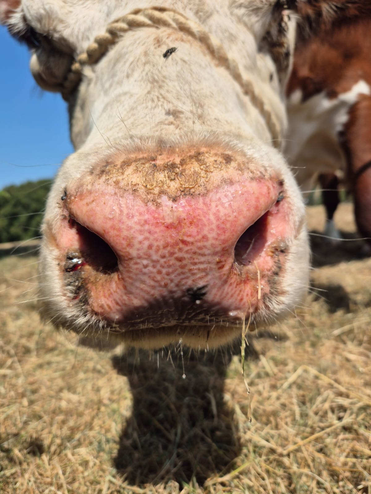 270 bluetongue cases confirmed in UK in current season – Defra