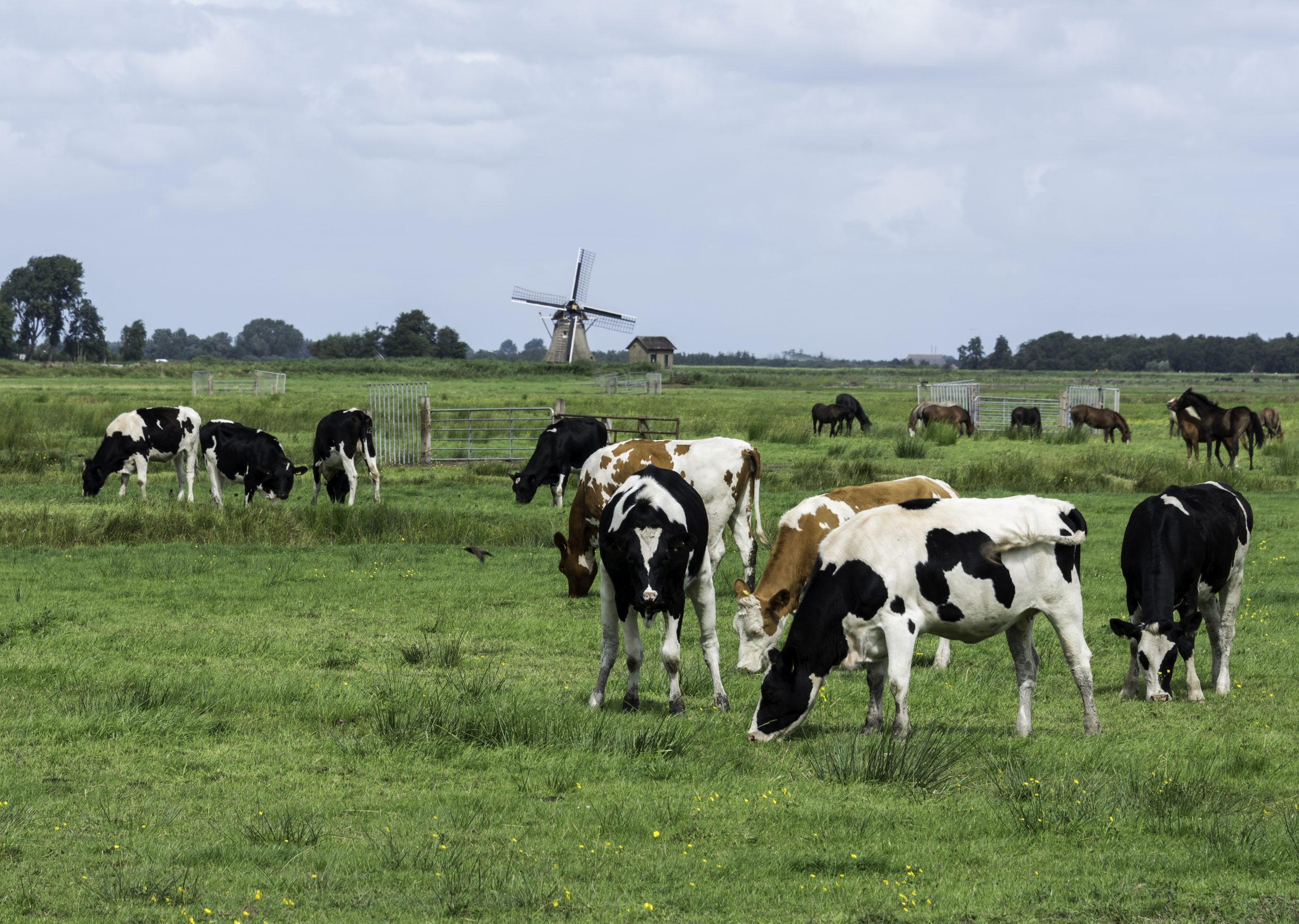 Will scorching heat test nitrates rules on slurry spreading across Europe?