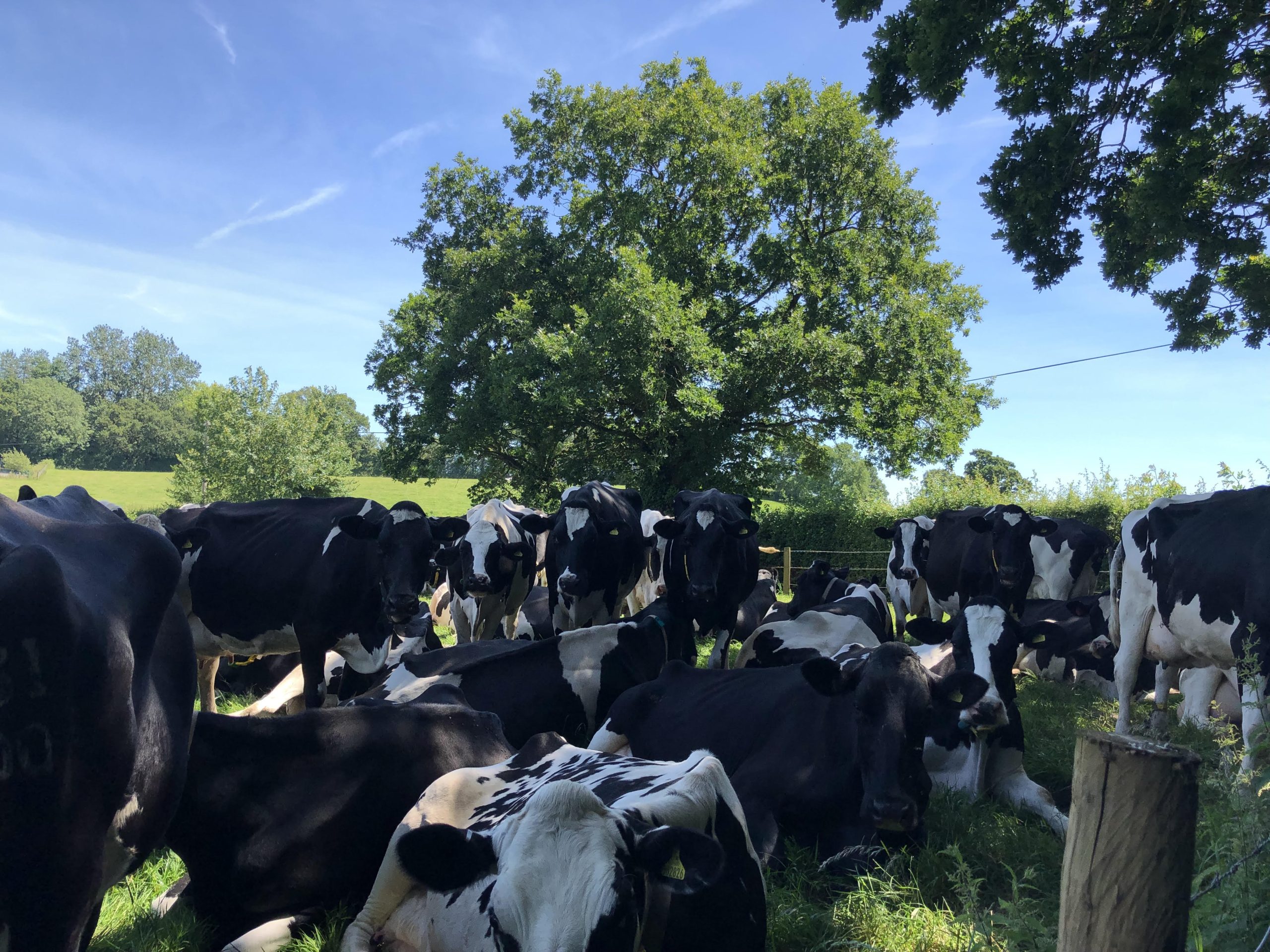 Hedge cutting: Multi-year plans recommended for farmers