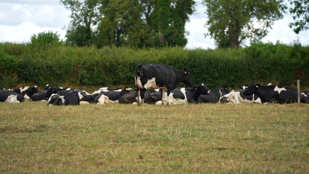 Video: ‘We need to move now' and act before fodder survey results