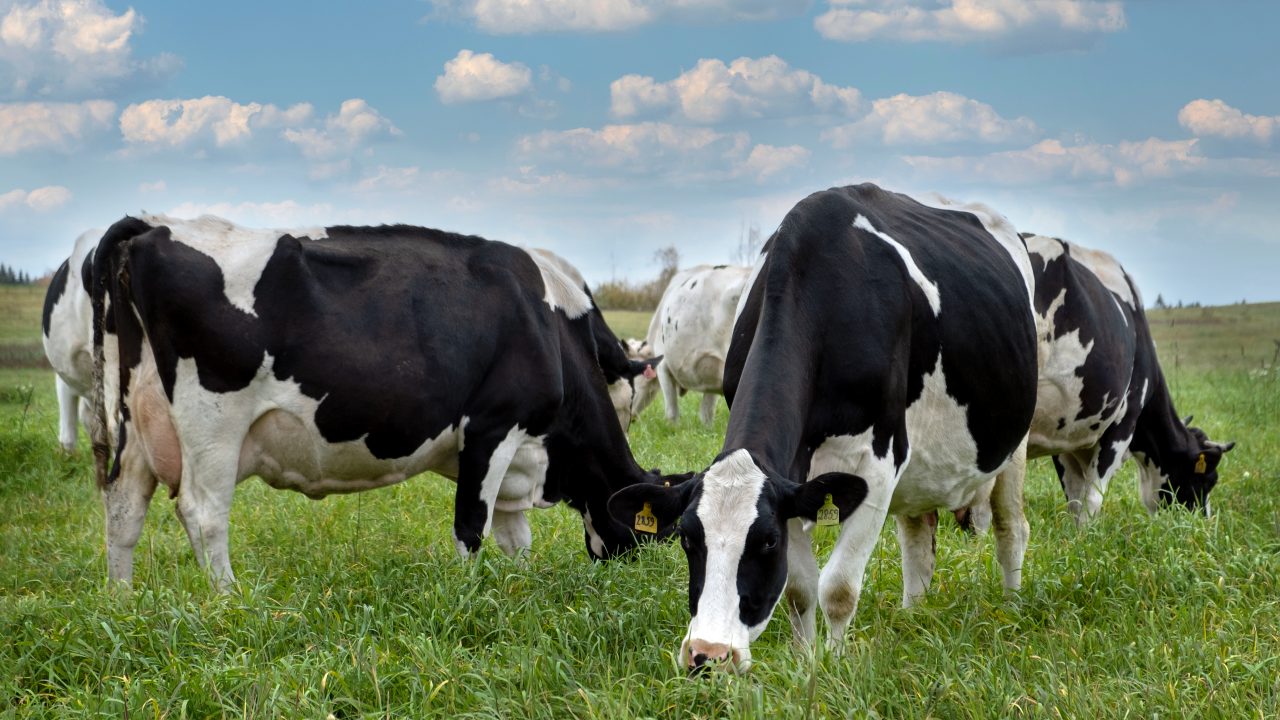 An Taisce demand for 'internal review' of nitrates derogation refused