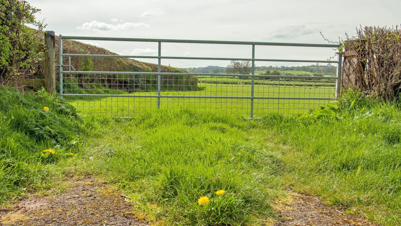 DAERA denies animals were chased or shot multiple times in Tyrone