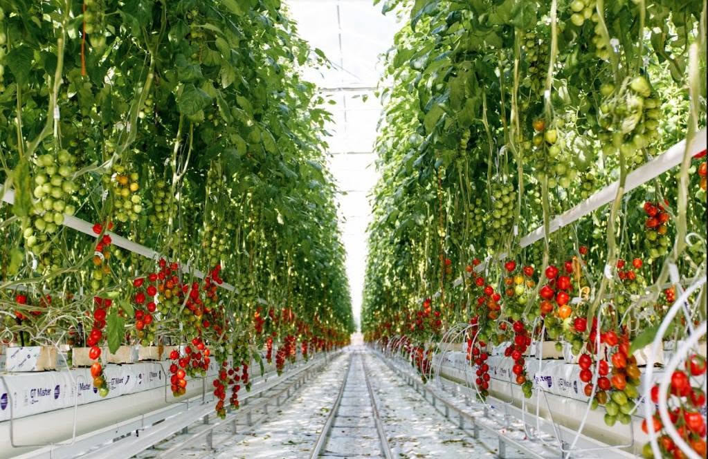 Major supermarkets commit to new charter with growers