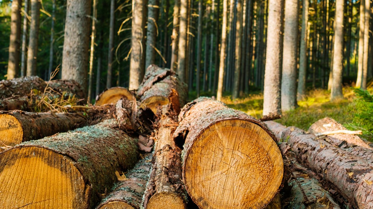 Over 1,800 forestry licences issued to end of July - DAFM