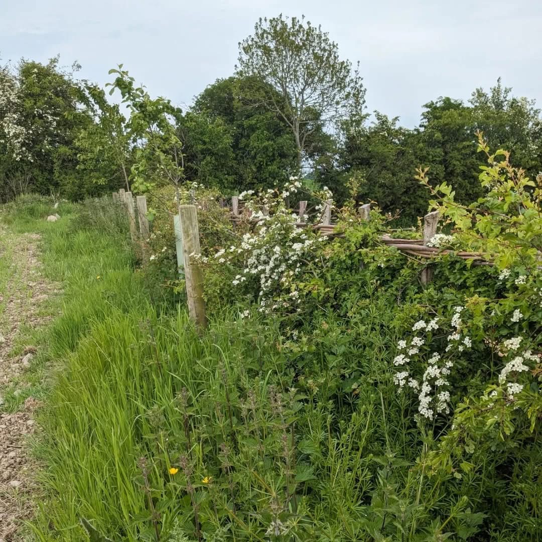 Entries open for All-Ireland Hedge Laying Championships