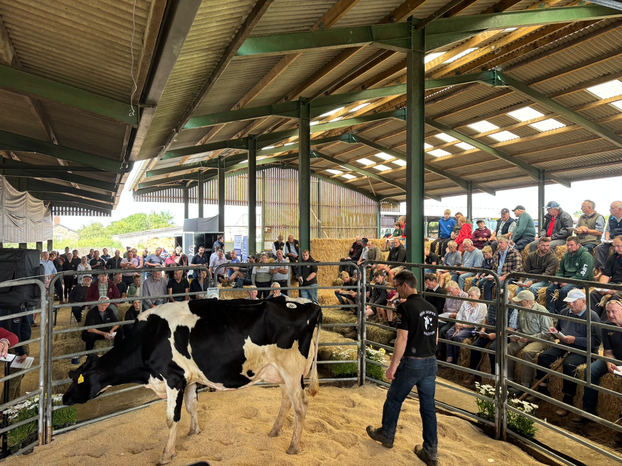 10,000gns at HighHopes-Halcyon Dispersal Sale