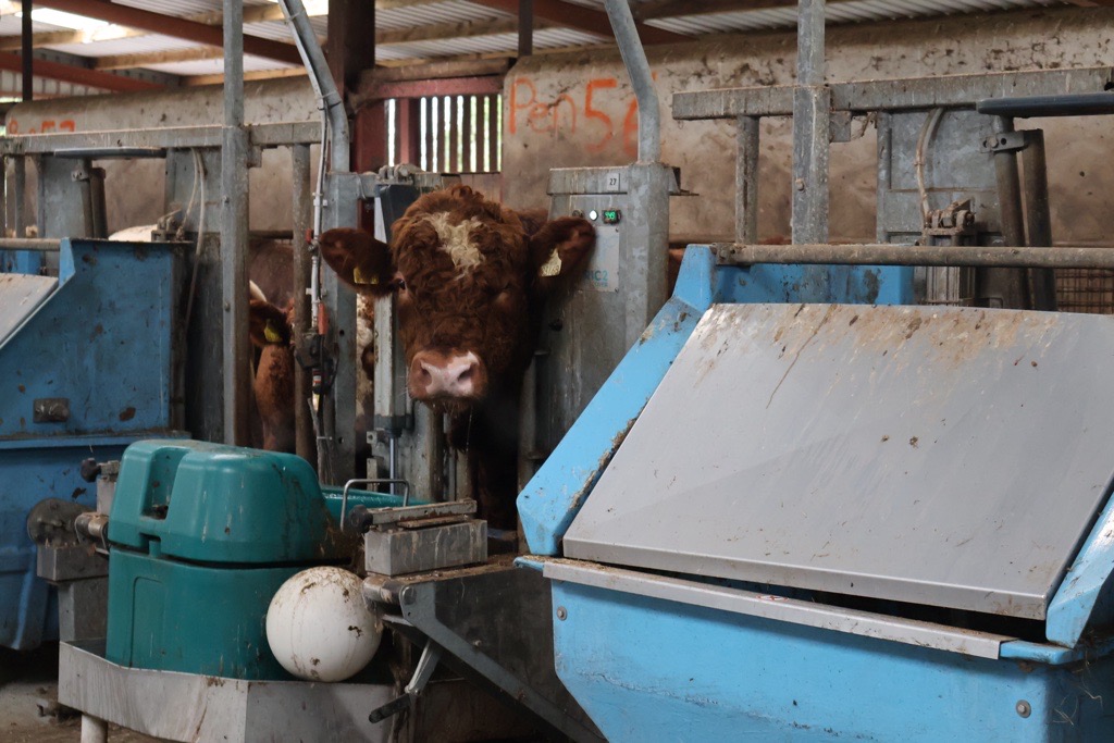Inside Tully: ICBF to showcase cattle breeding research at open day