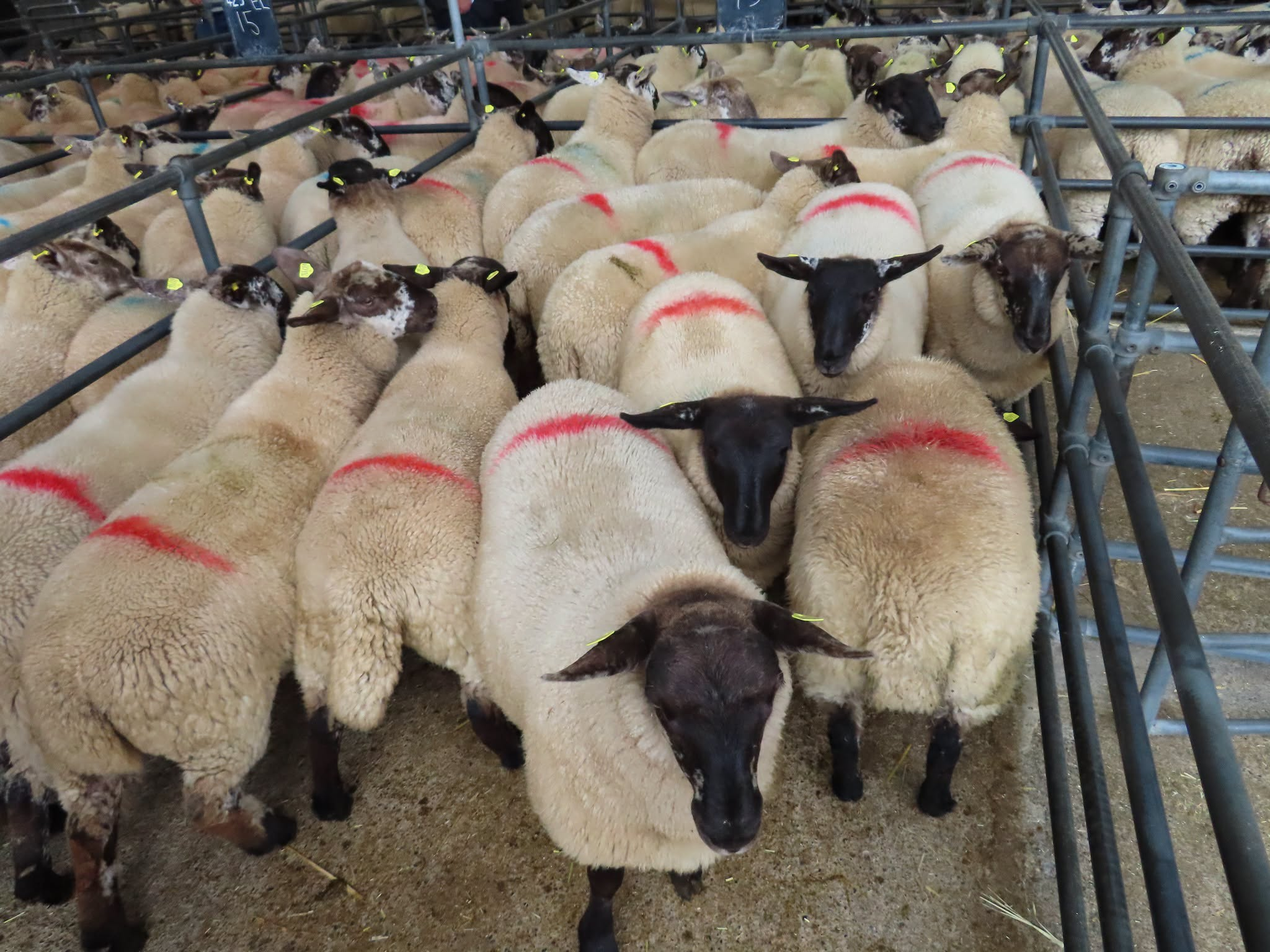 Mart report: Large sale drives prices up in Blessington