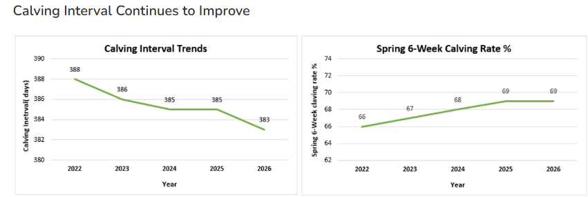 Average calving interval down to 383 days in 2026