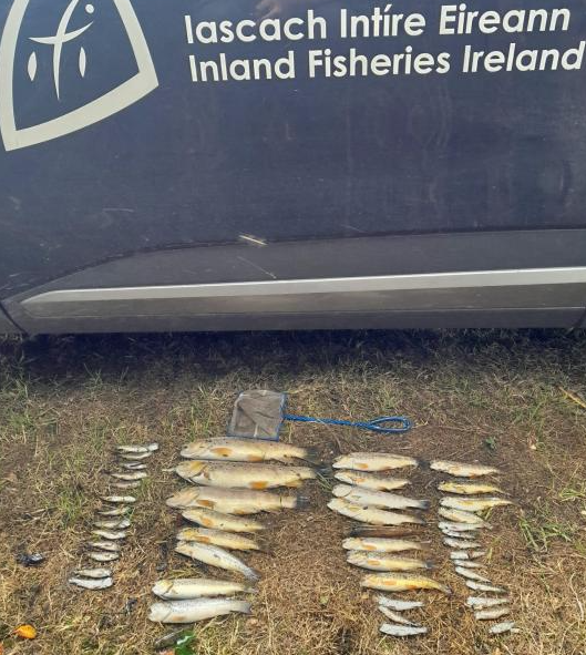 500 fish found dead in Co. Meath river as investigation begins
