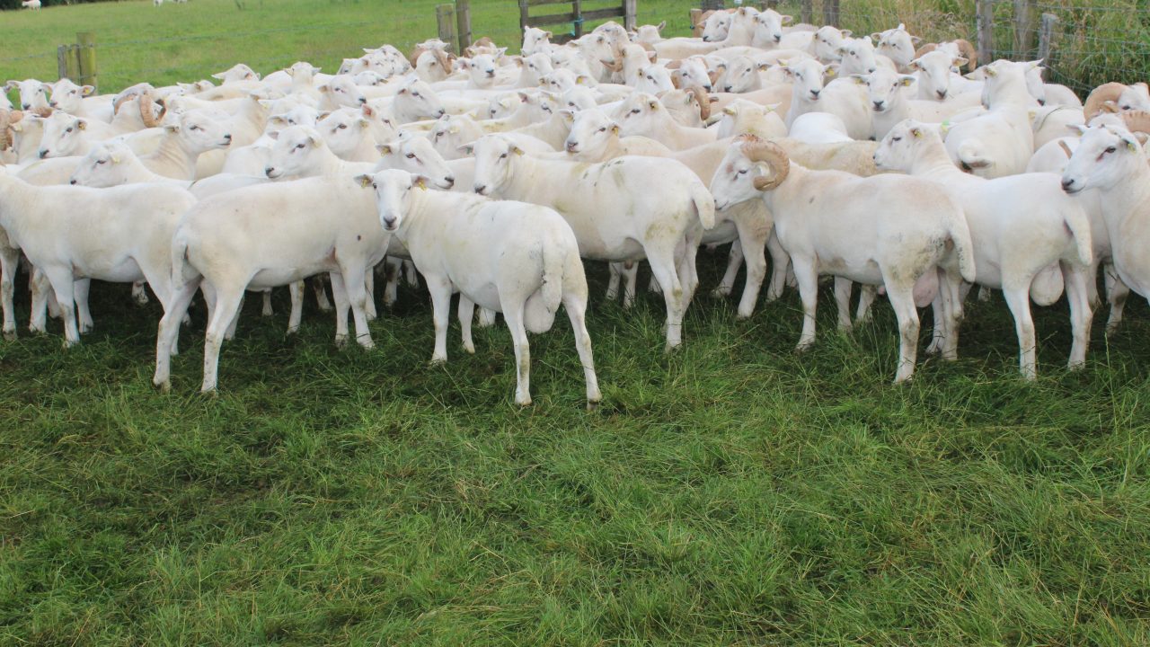 How should a sustainable future for the Irish sheep sector be delivered?