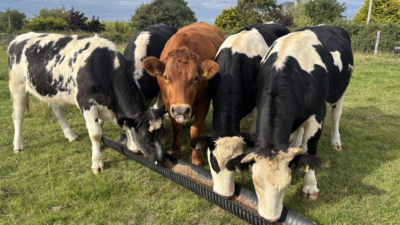 Factory quotes: Beef cattle price offers reduced again this week