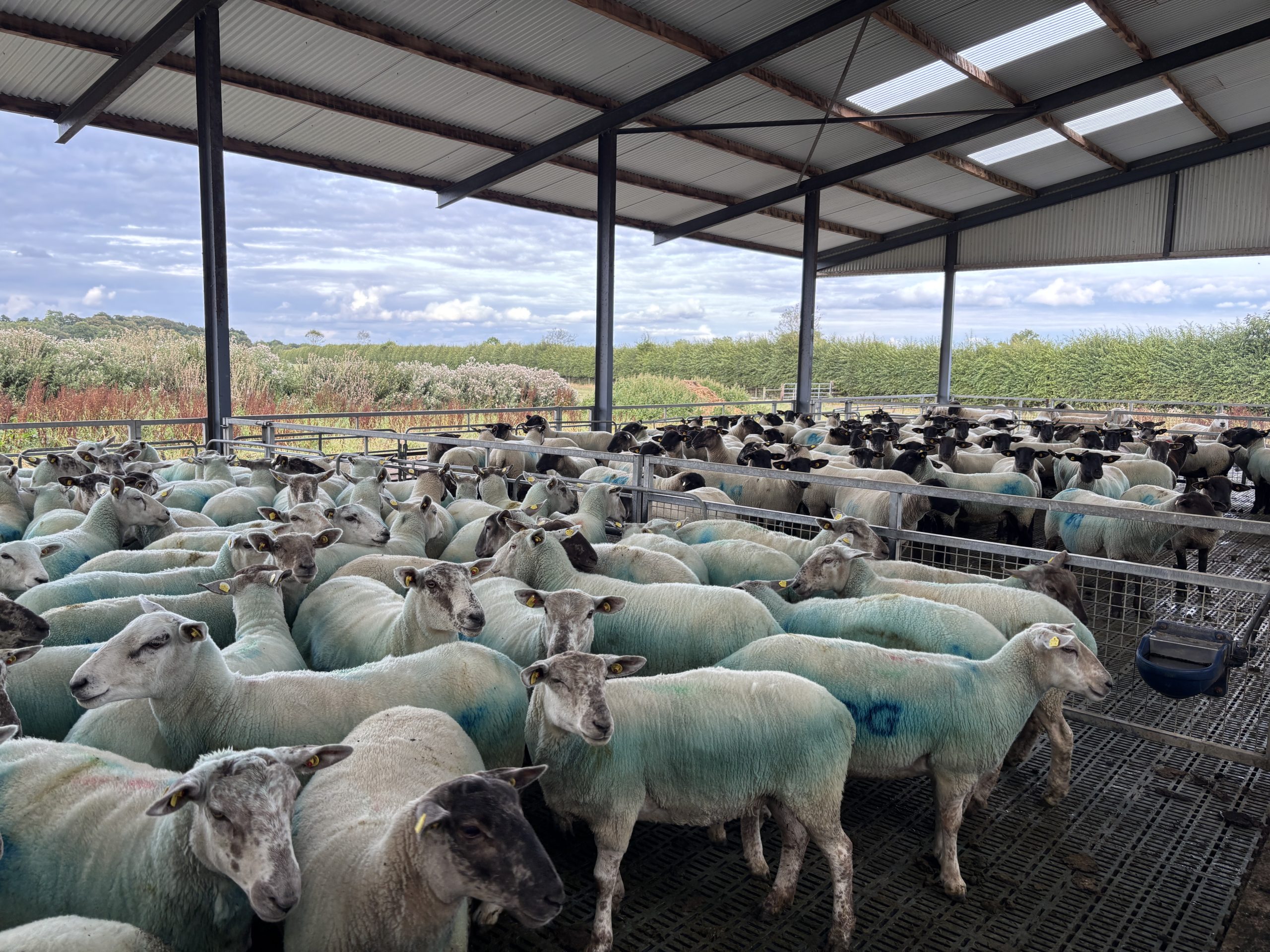 Watch: Meath 640-ewe sheep farm hosts ICM lamb production event