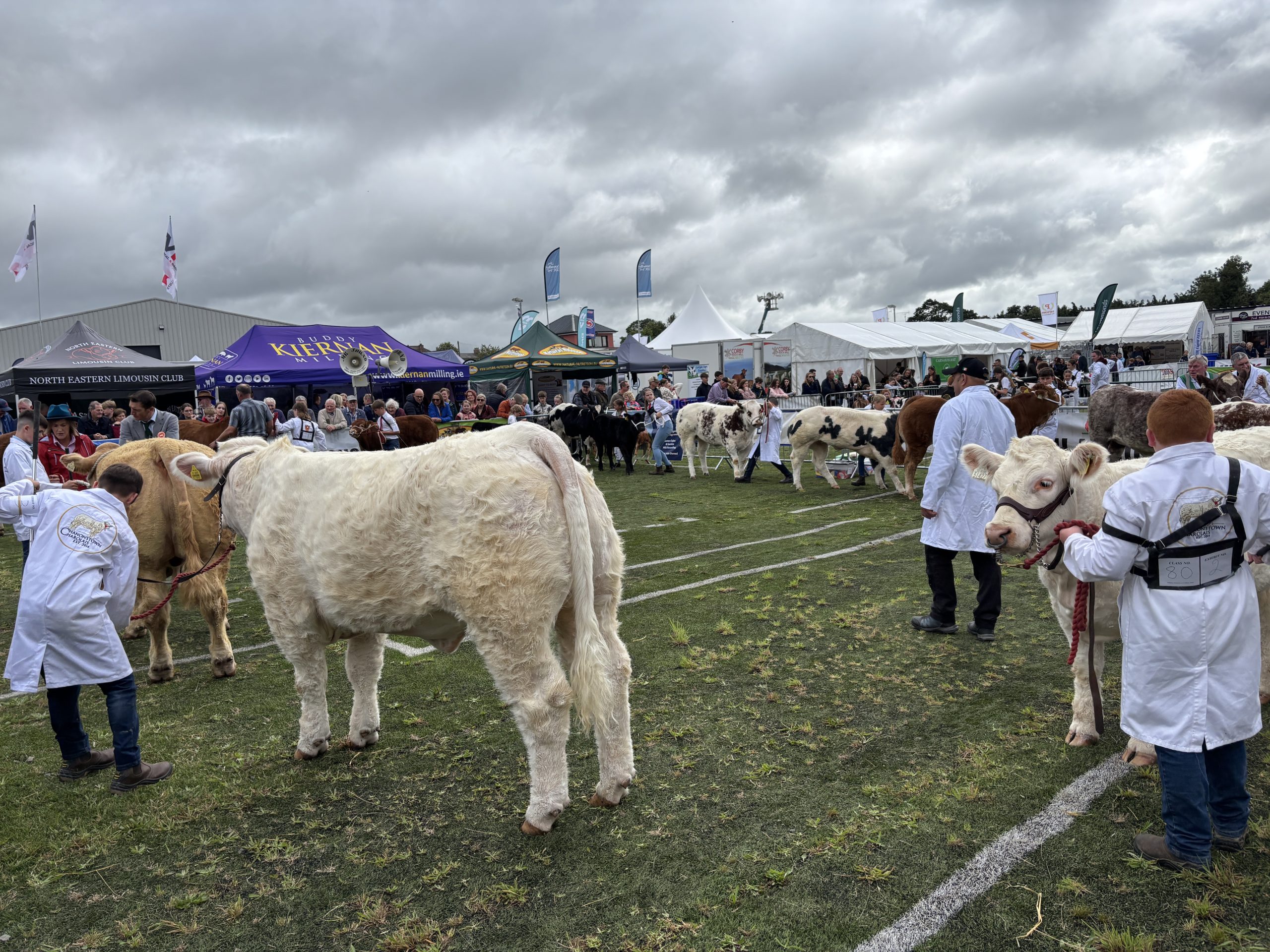 Judging in livestock classes kicks off at Virginia Agricultural Show